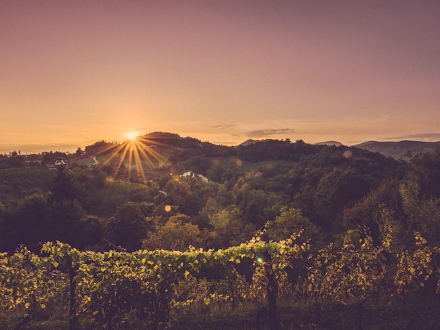 sunset over a vineyard in loce slovenia
